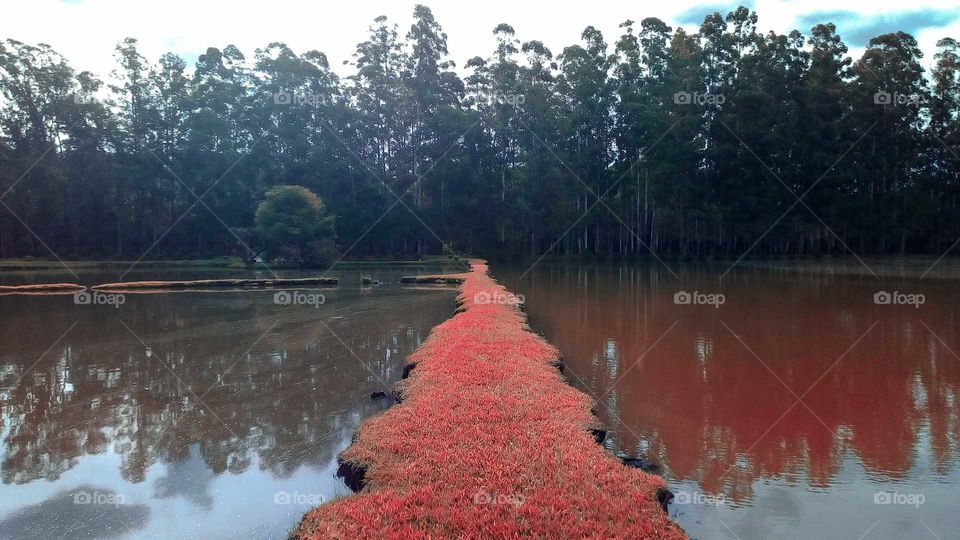 caminho vermelho no super lago! surpresas da natureza!
