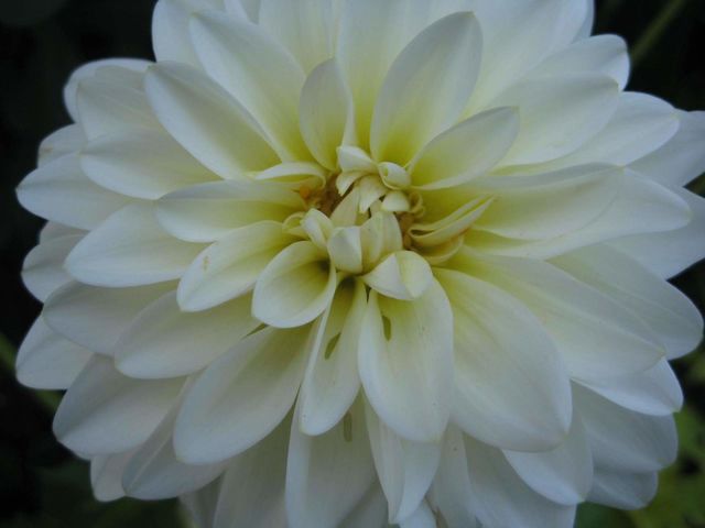 white flower