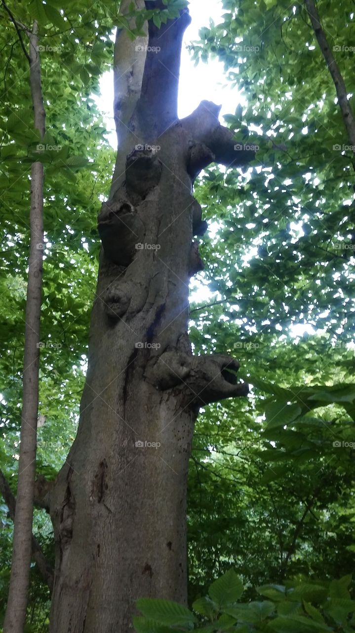 old tree