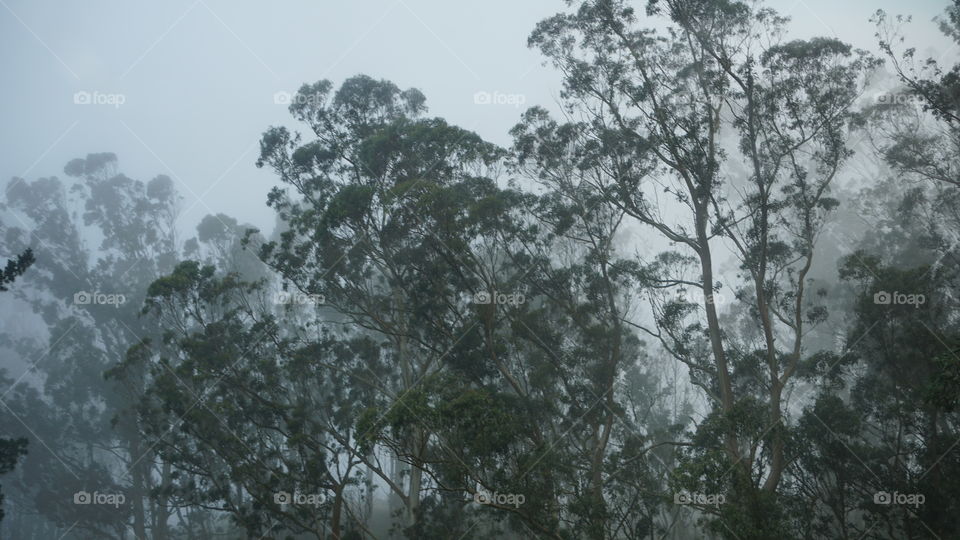 Tree, Landscape, Fog, No Person, Weather