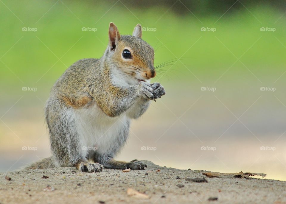 squirrel