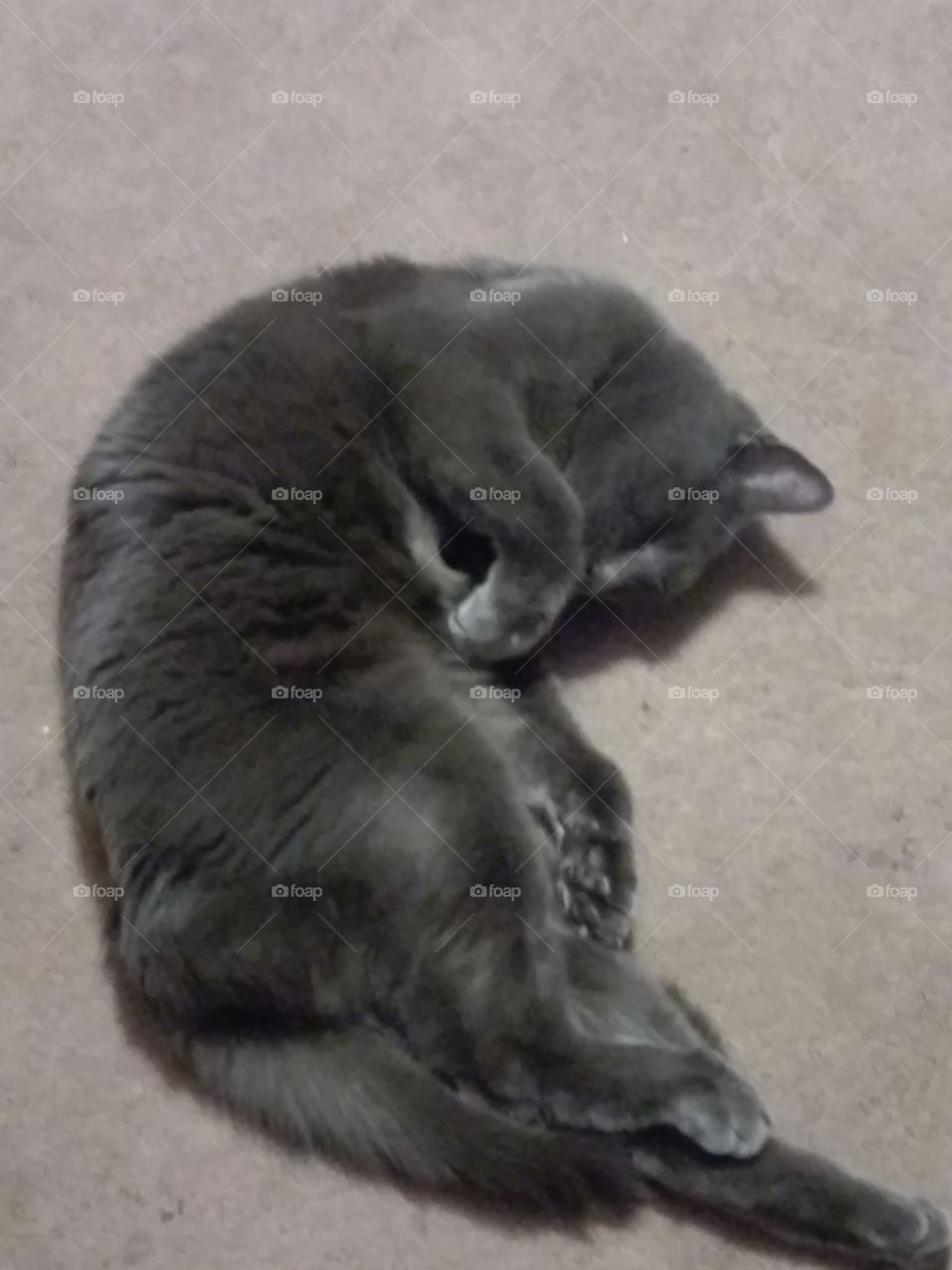 gray kitty still on the floor