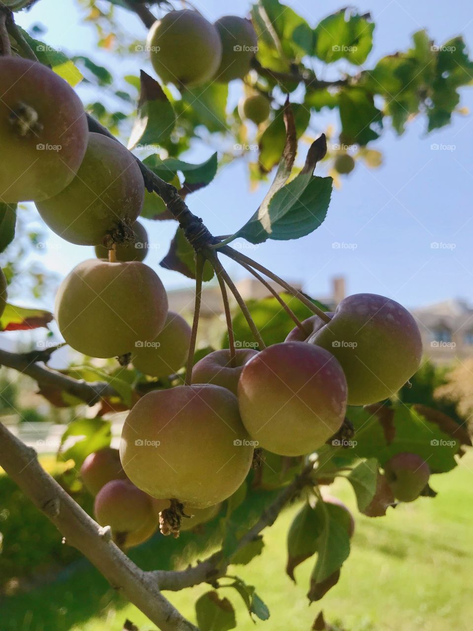 A bunch of small apples on the tree