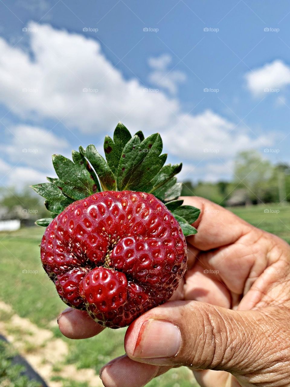 Best Macro Shot - The Angry Strawberry