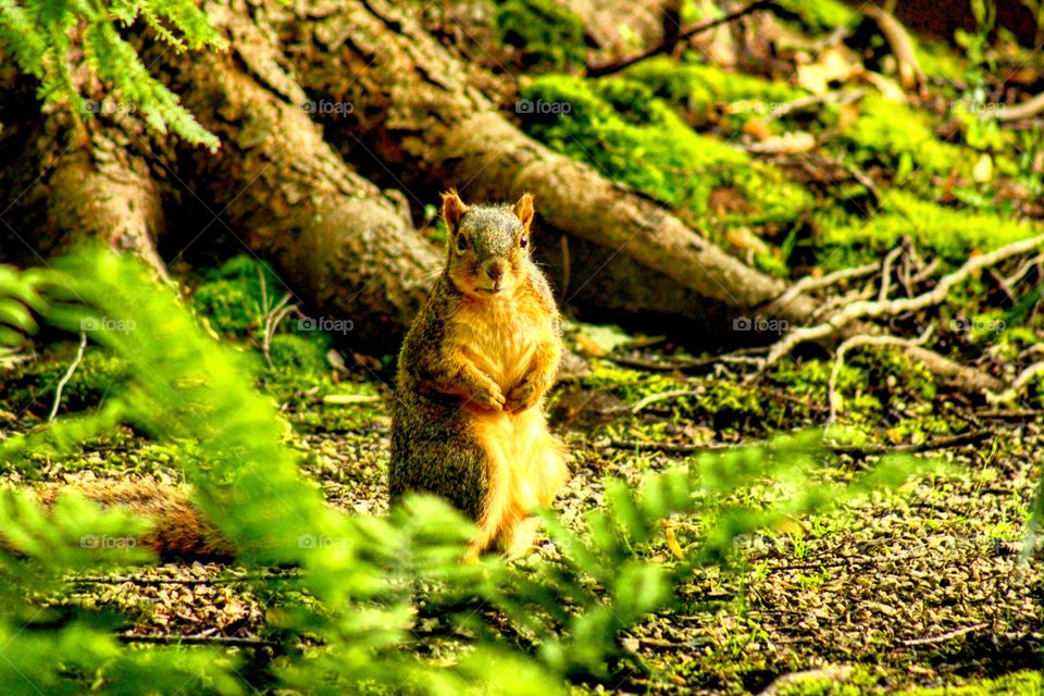 A squirrel turns, looks at me for about a second and a half, and then runs away.