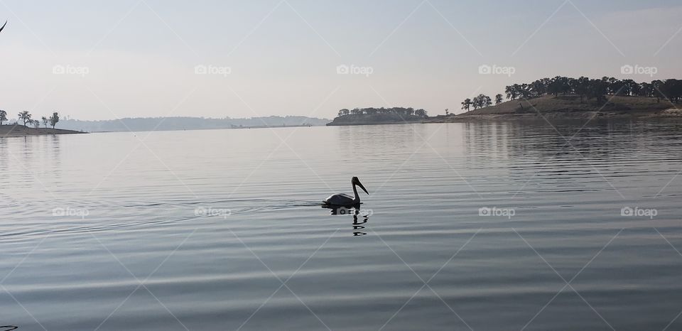 lake pelican