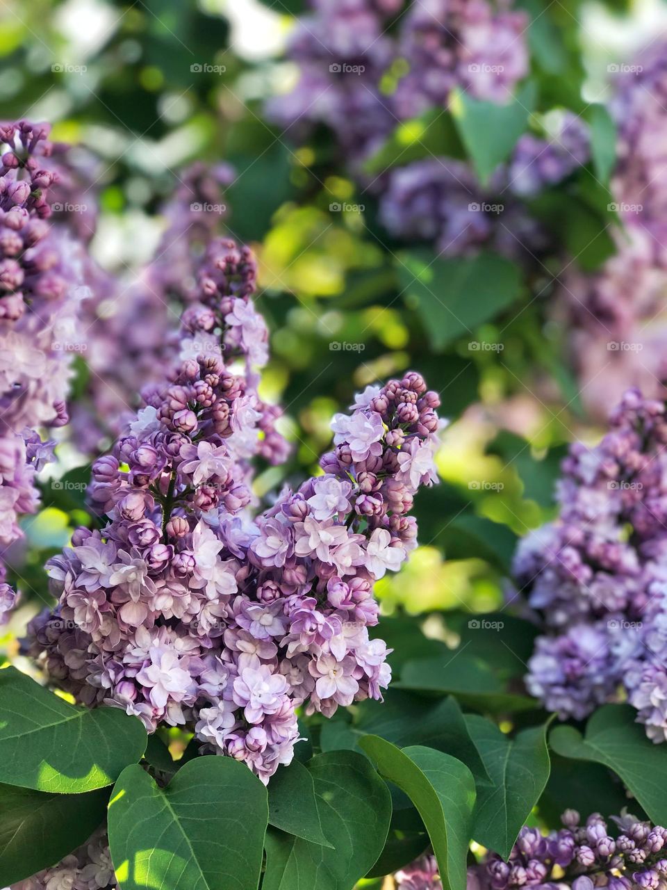 Lilac flowers