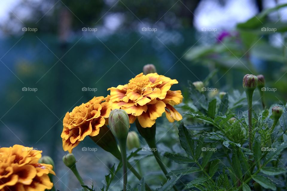Merigold Sparky Flower