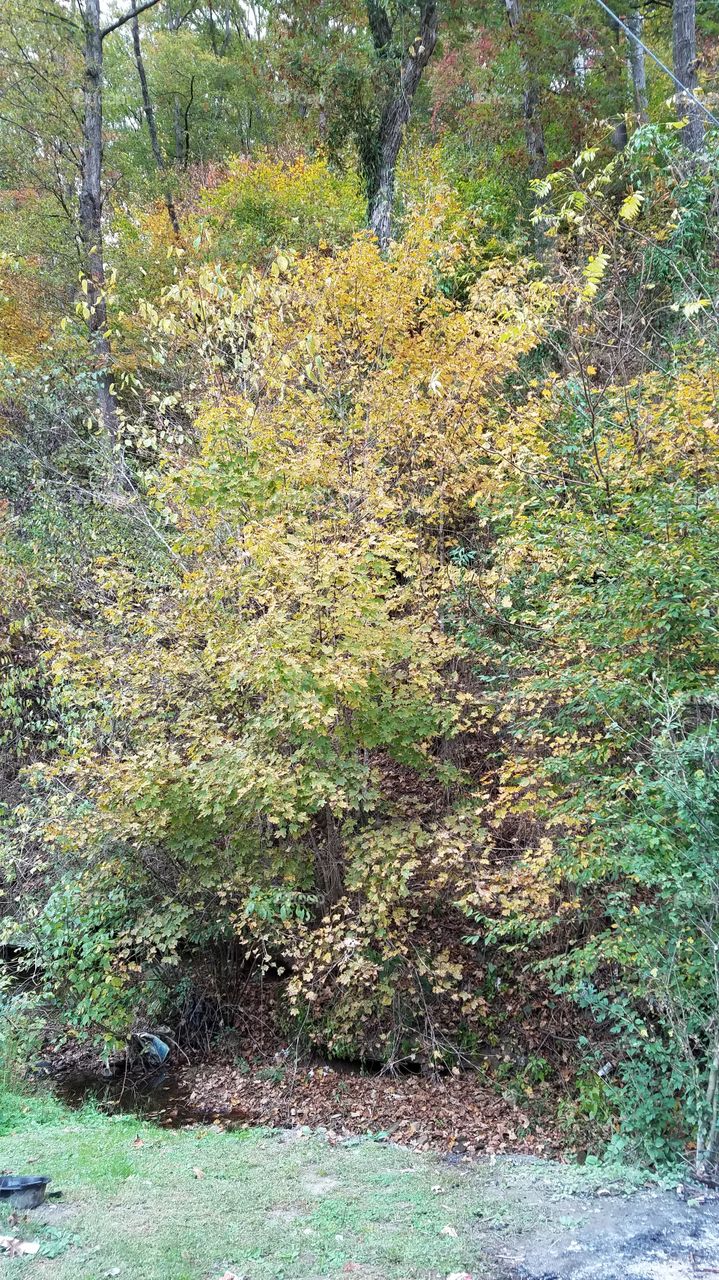 trees in my community