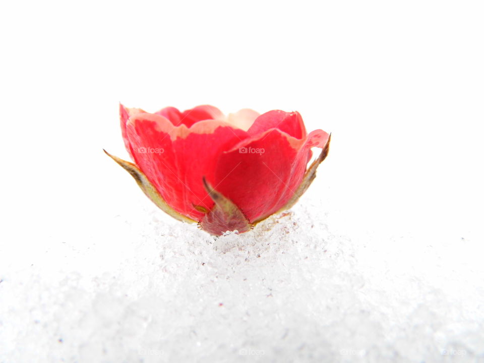 red rose flower on Snow White