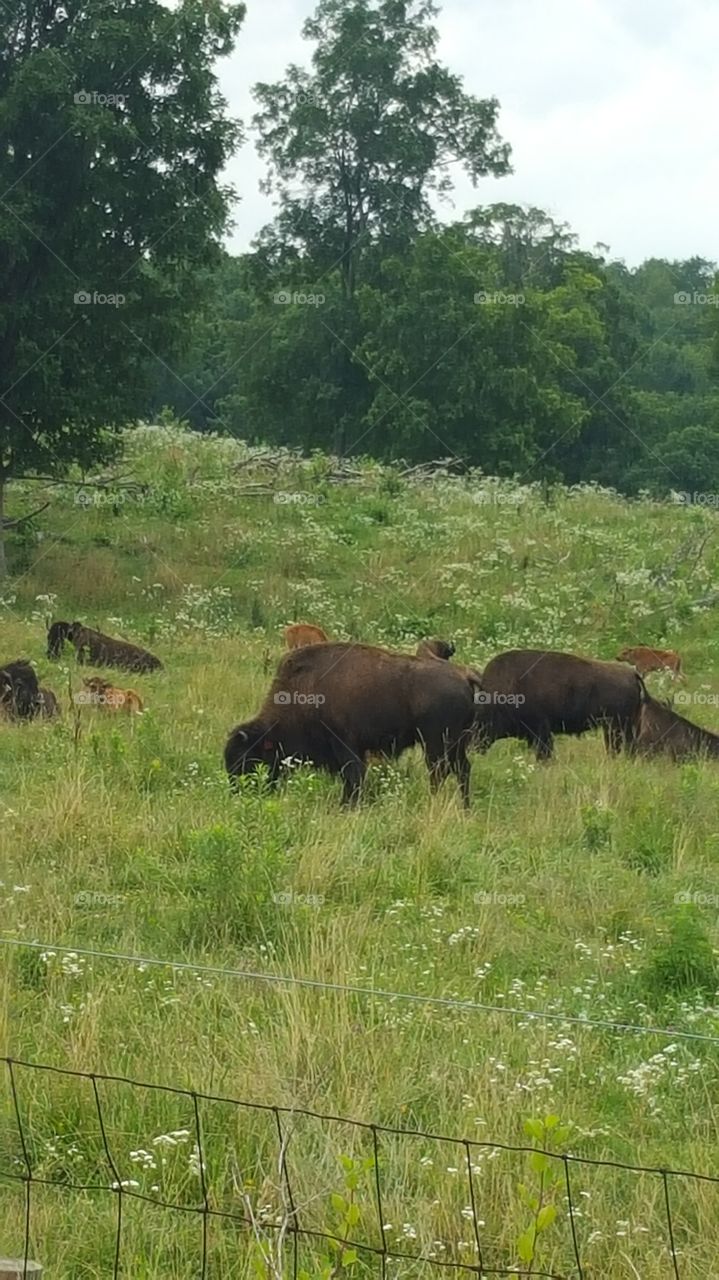 Bison herd