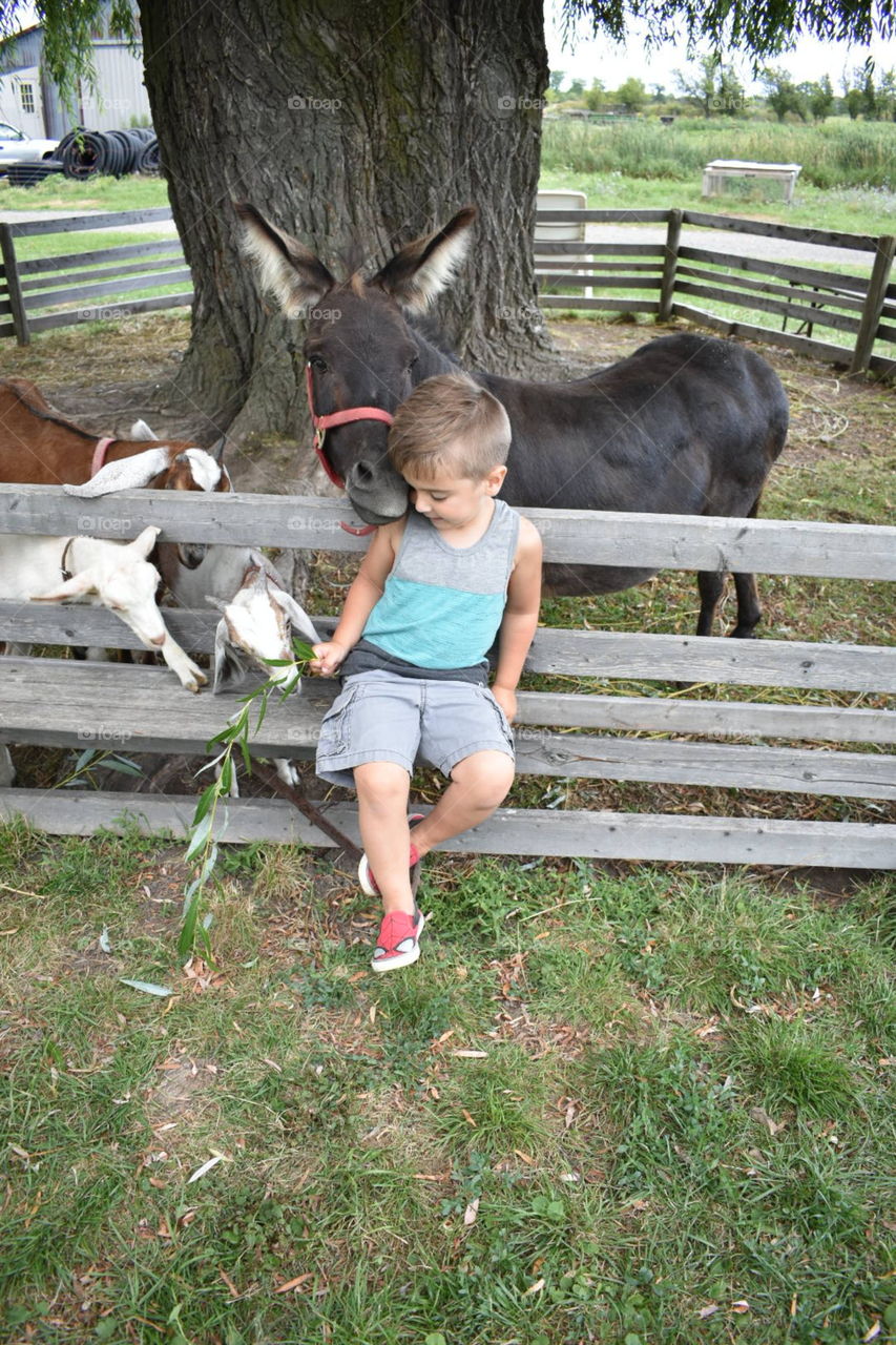 A young boy gets a mini donkey kiss while feeding a willow branch to some goats at the petting zoo of an Organic Farm in the Niagara Region. 