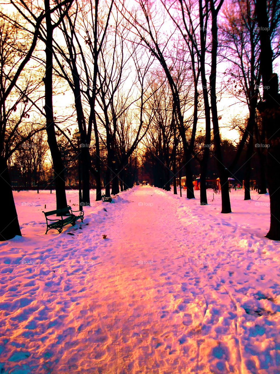 Dawn, Tree, Winter, Wood, Landscape