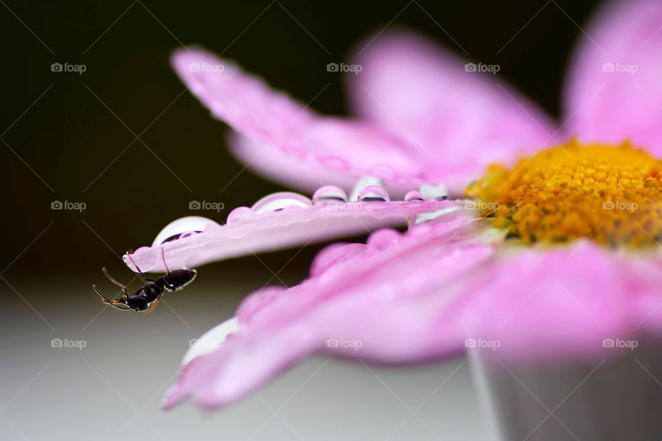black ant on a pink flower