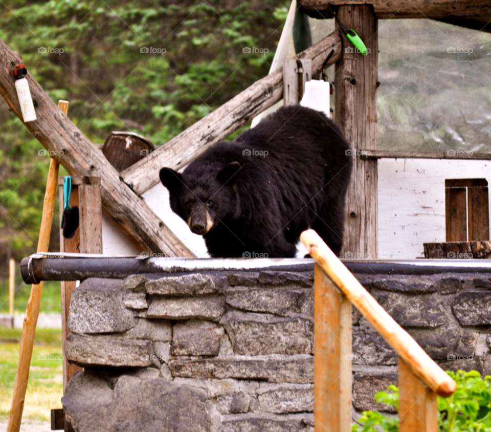 juneau grill bear looking by refocusphoto