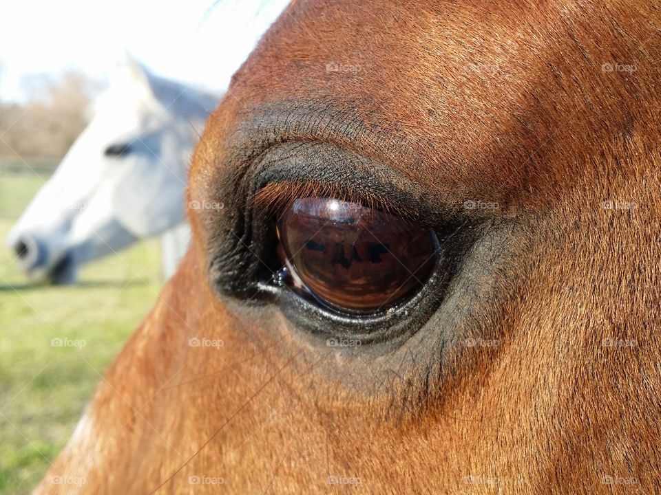Sorrel Horse Eye Closeup
