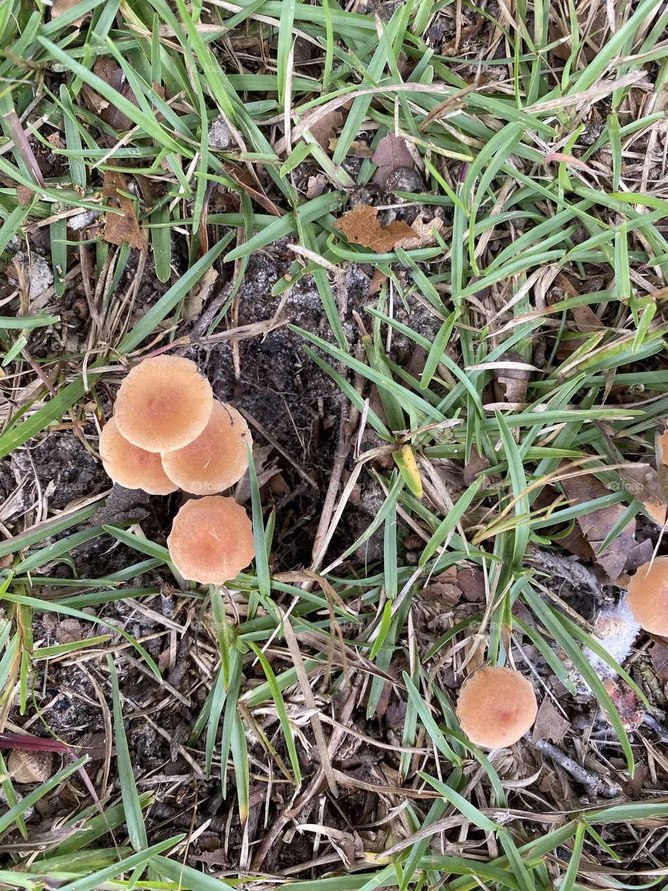 Little brown mushrooms 