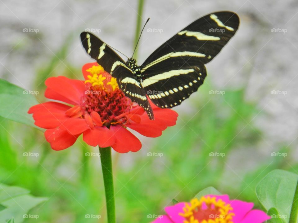 Butterfly, Nature, Insect, Summer, No Person