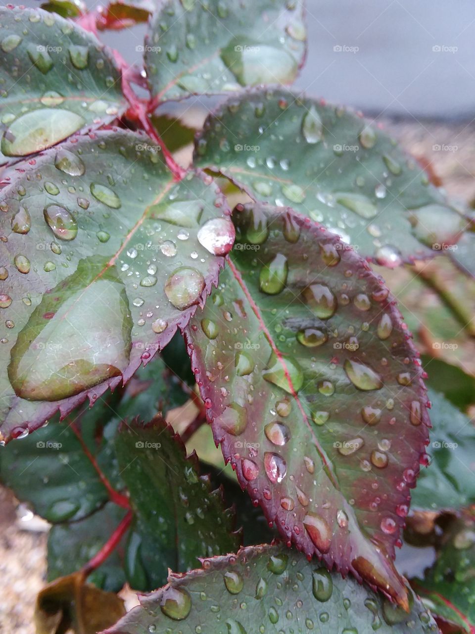 rain drops on leafs