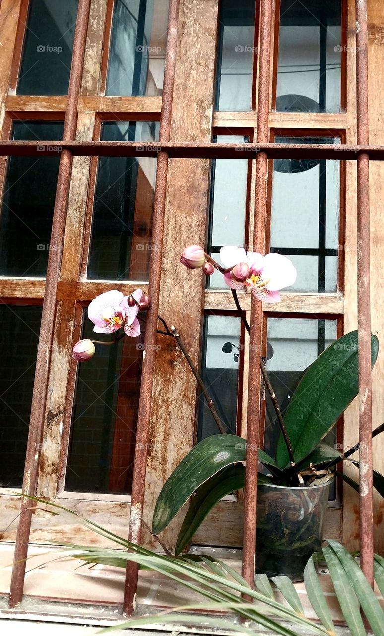 Orchid on the  window