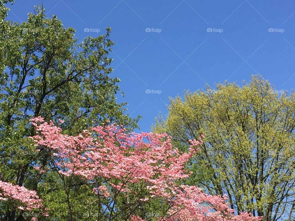 Three different types of green and pink flowered trees on a clear blue sky background.