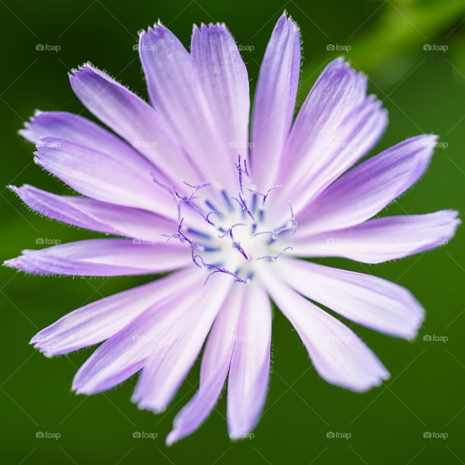 Purple Flower Art