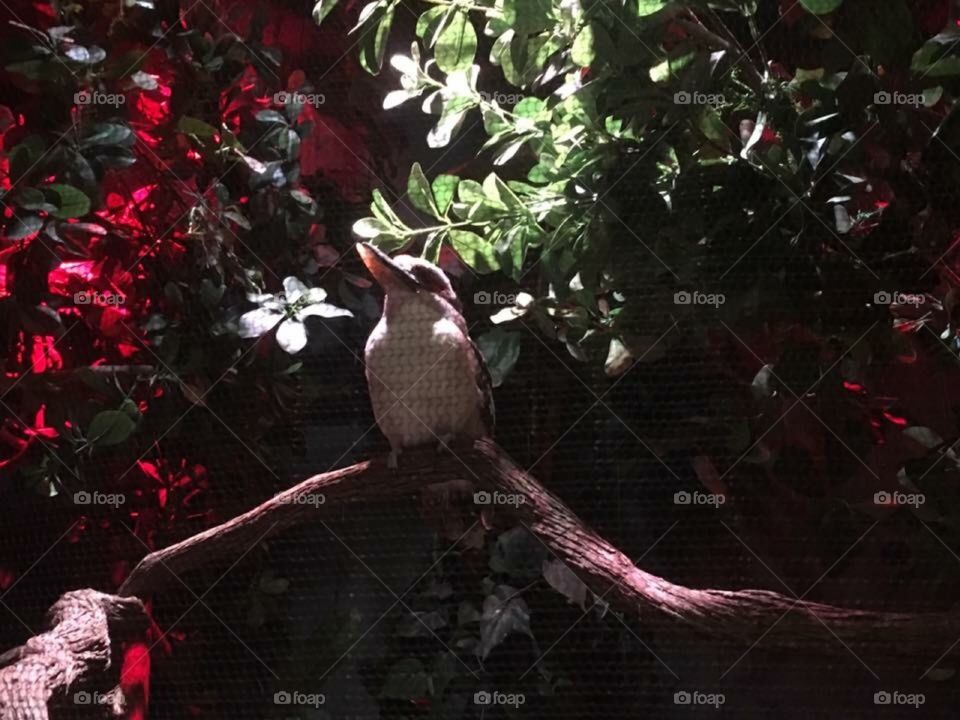 Kookaburra at Adventure Aquarium 