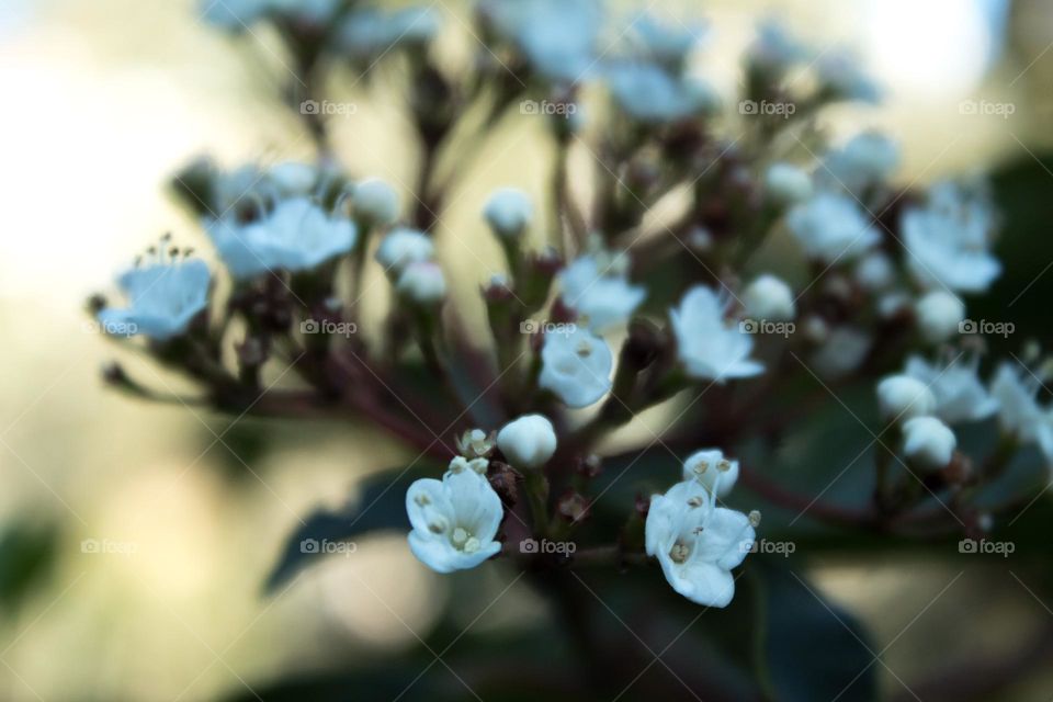 White flowers