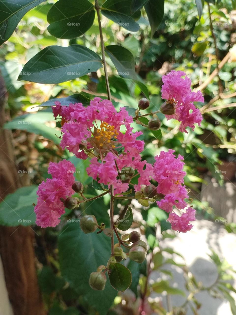 Lagerstroemia Indica