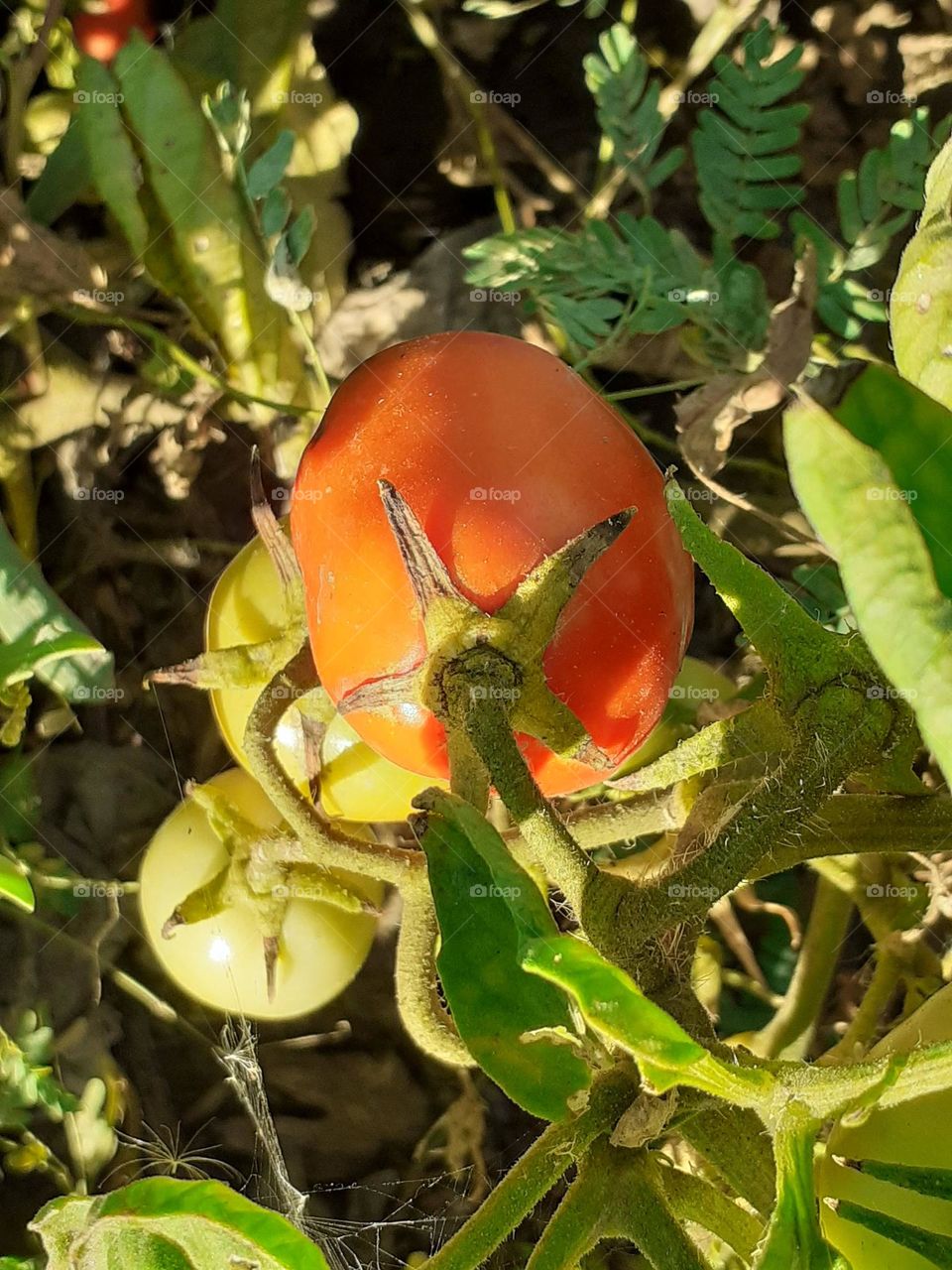 plantas de tomates