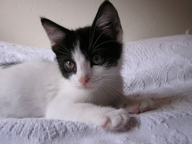 cat