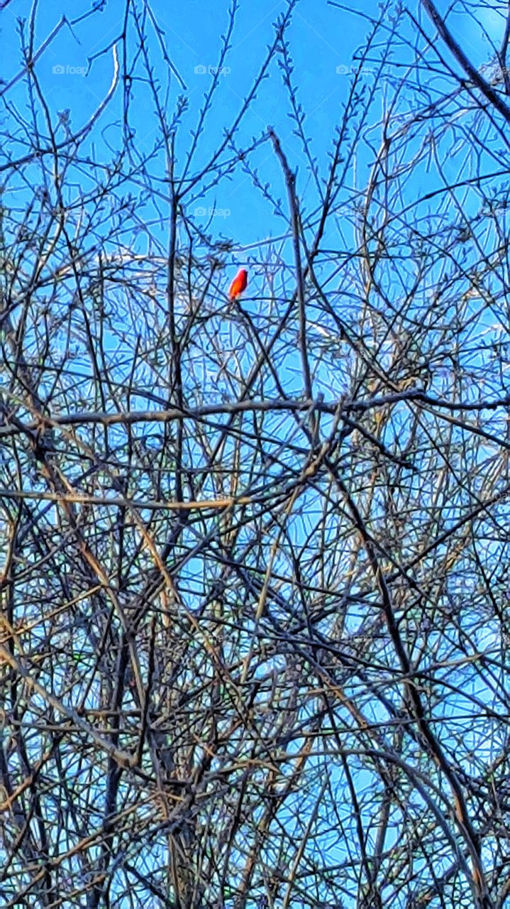 bright red cardinal in the brush
