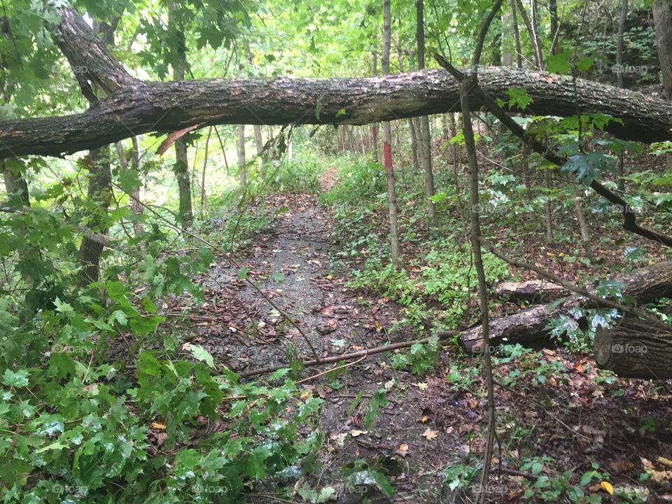Wood, Nature, Tree, No Person, Leaf