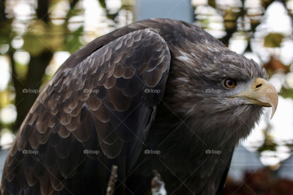 Eagle 