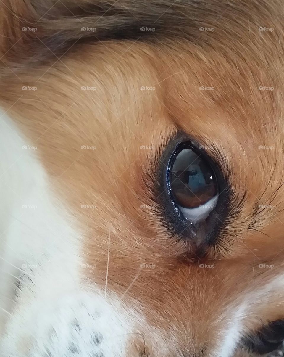 dog eye