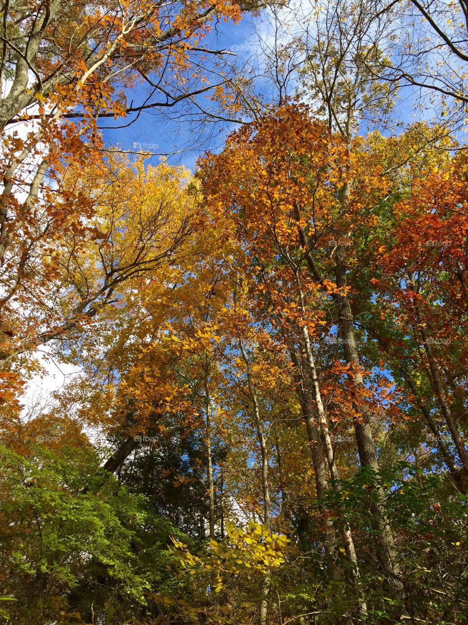 Fall foliage at Kilgore Falls