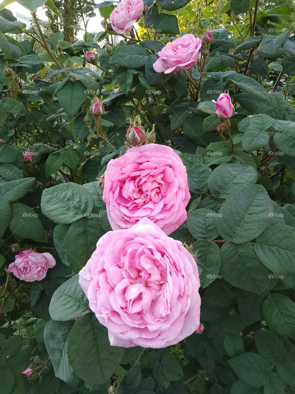 blooming pink rose bushes in a fragrant garden