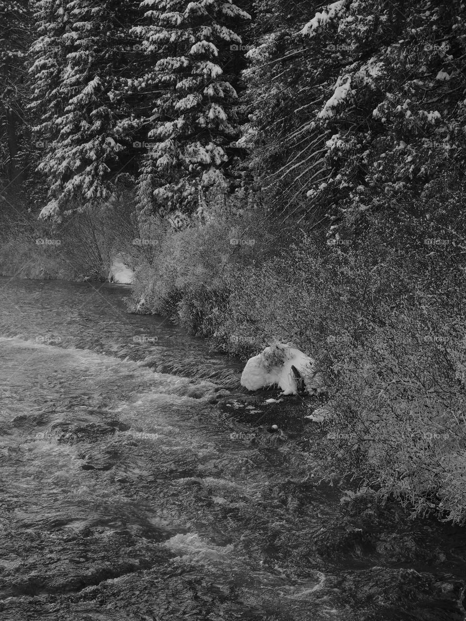 The magnificent Metolius River at Wizard Falls with a morning fog on a cold winter day. 