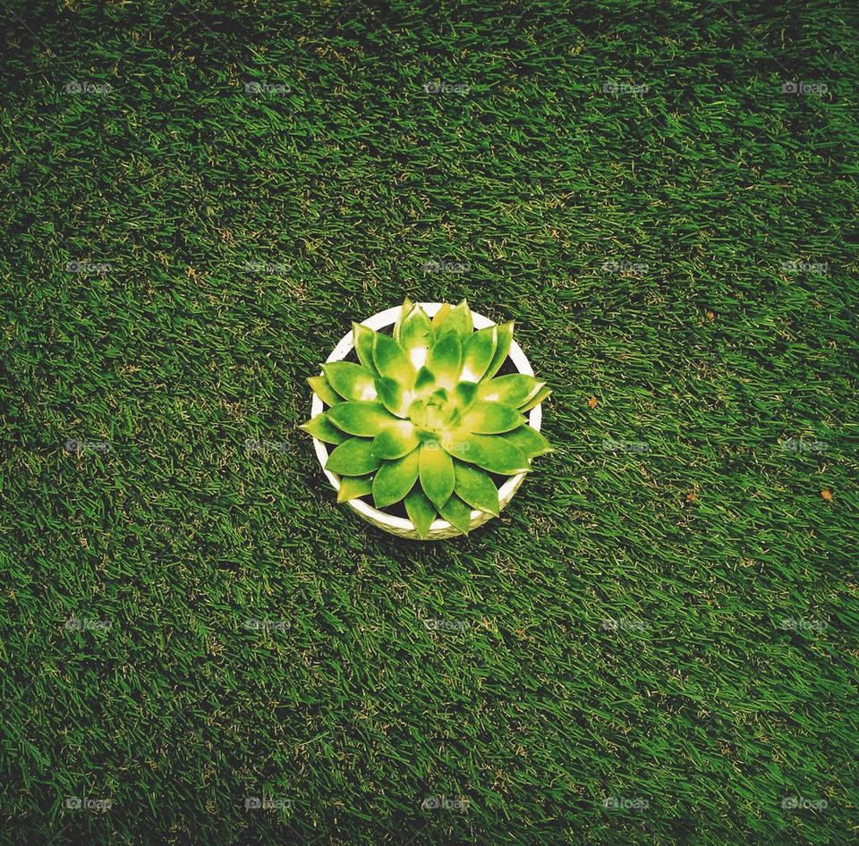 Succulent on a Grass Table
