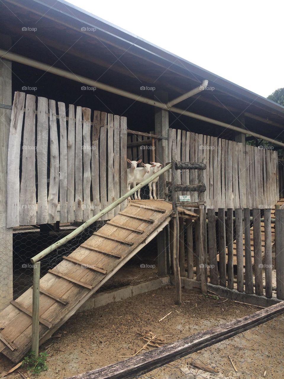 Three Goats starring in a wood house 