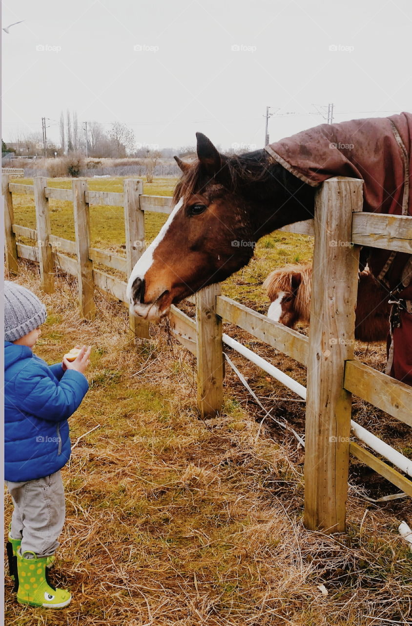 little boy feeding the horse