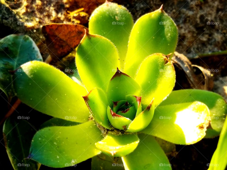 Loving the Spring Flowers in our Yard
