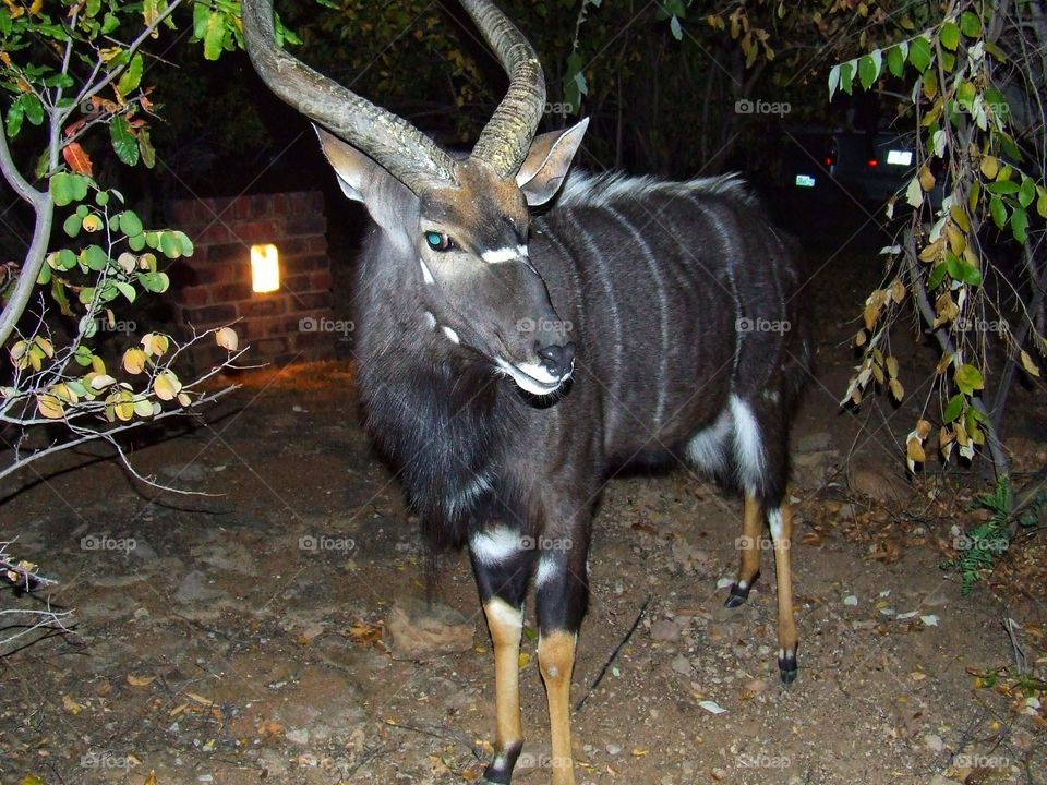 Kudu walking about at night grazing