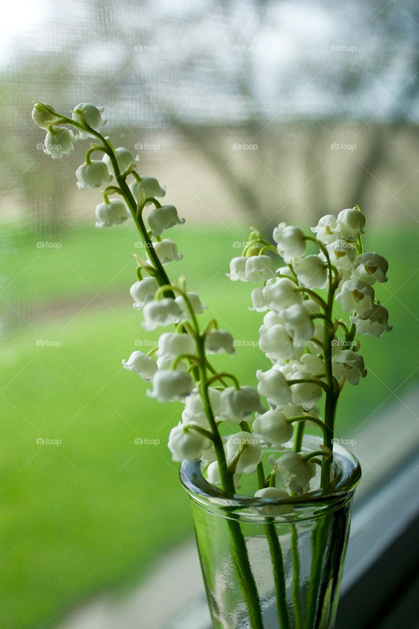Closeup of Lily of the Valley blossoms in a small glass vase on a white-painted windowsill with a view of a rural landscape in spring