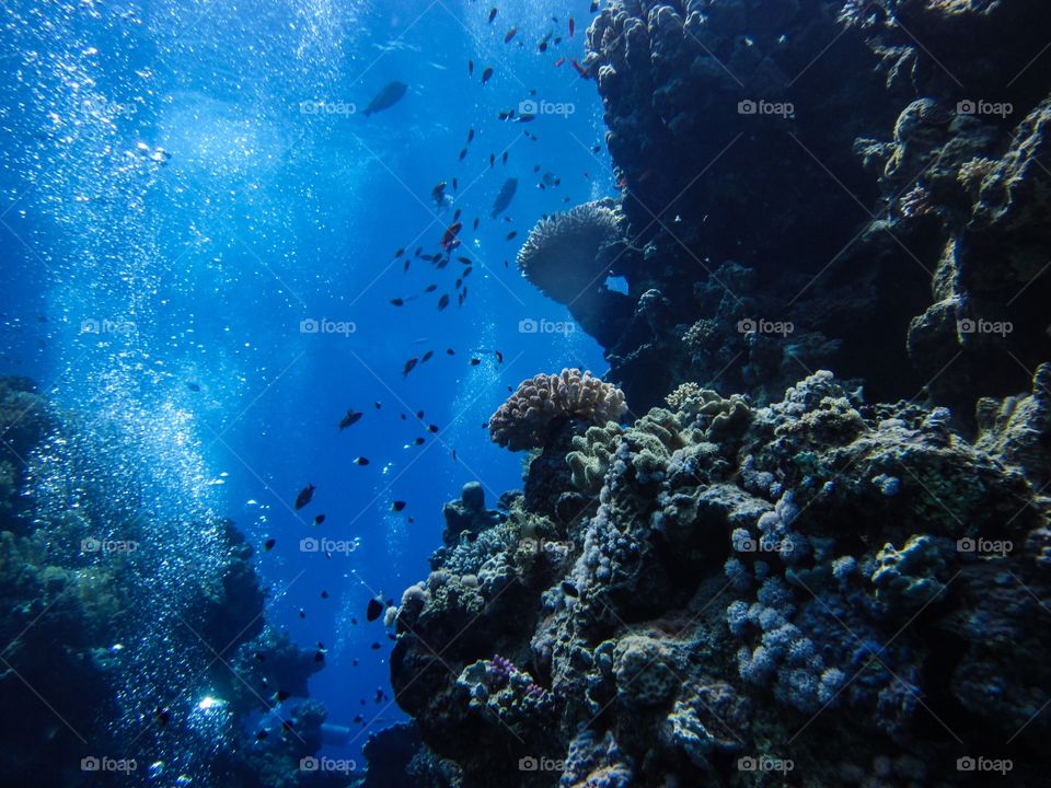 Coral reef undersea