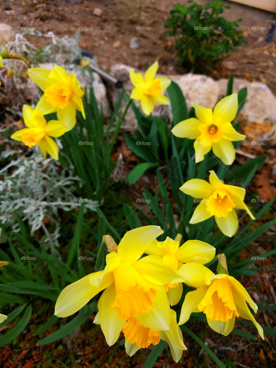 Yellow Daffodil Flowers in Spring