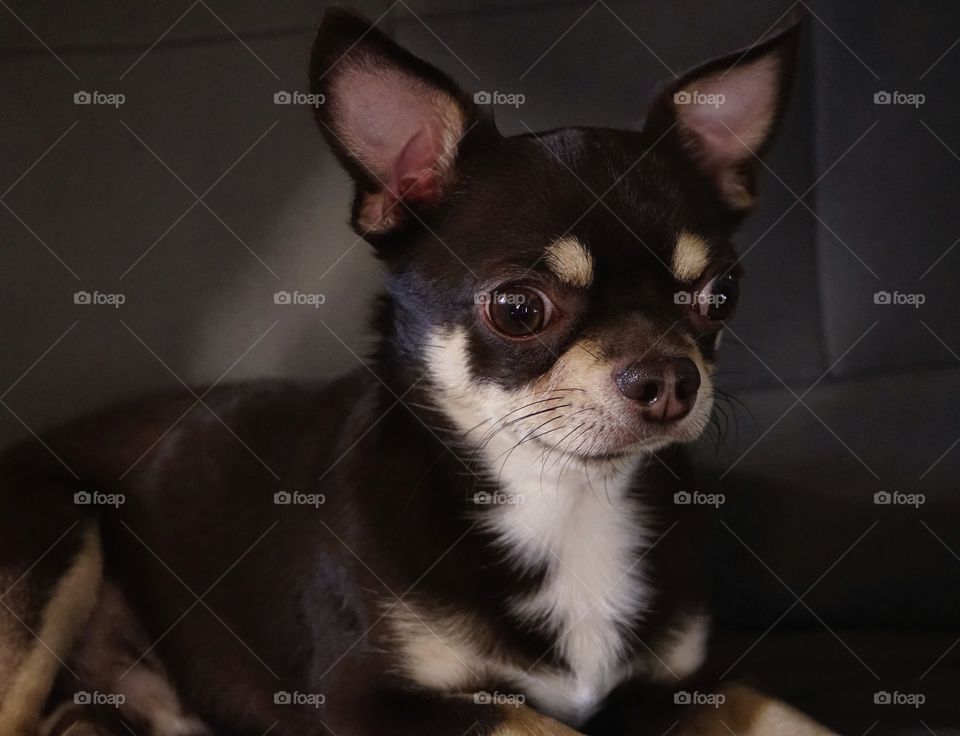 Dog chihuahua close-up portrait animal pets little