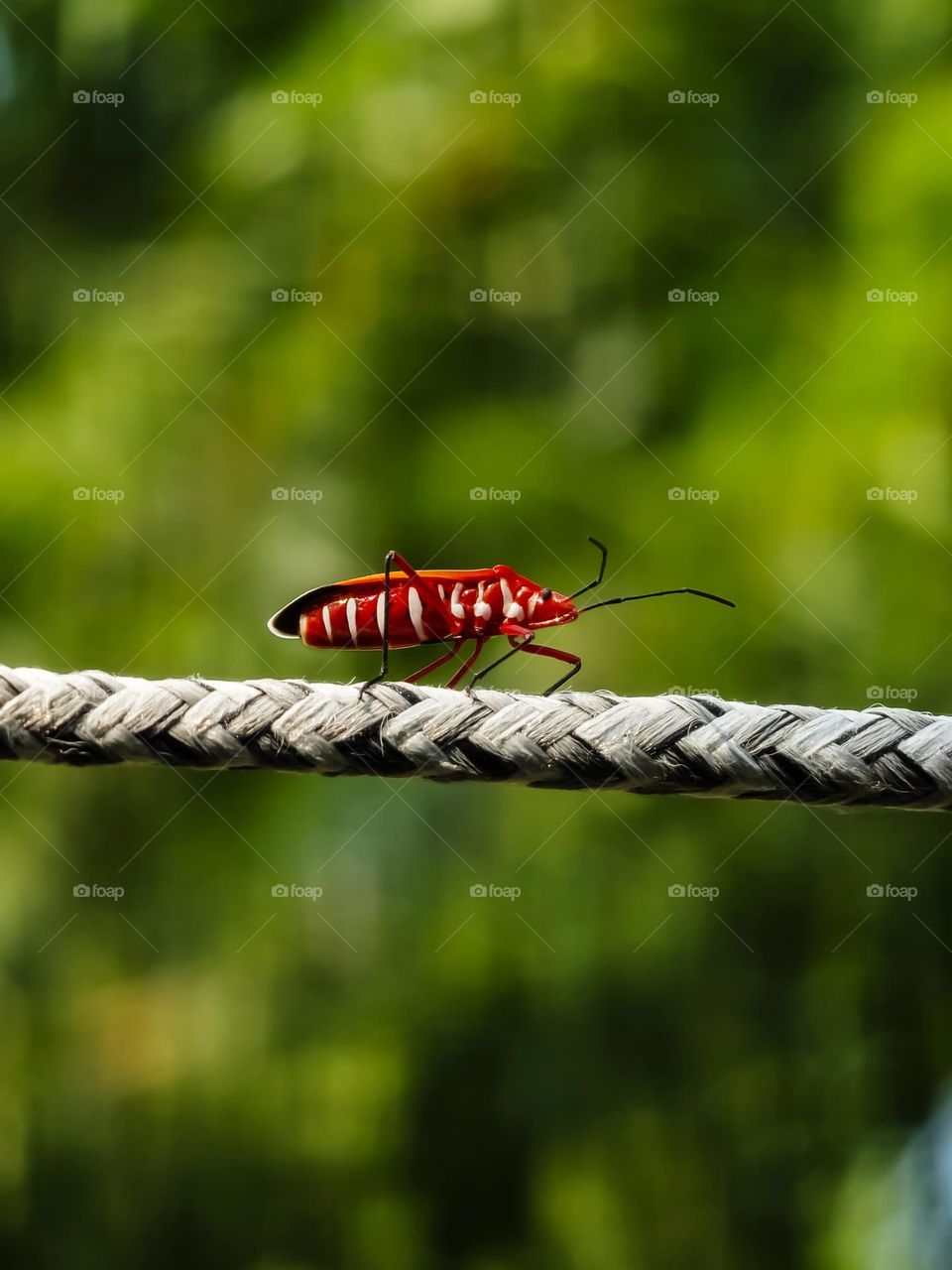 Closeup shot of a bug