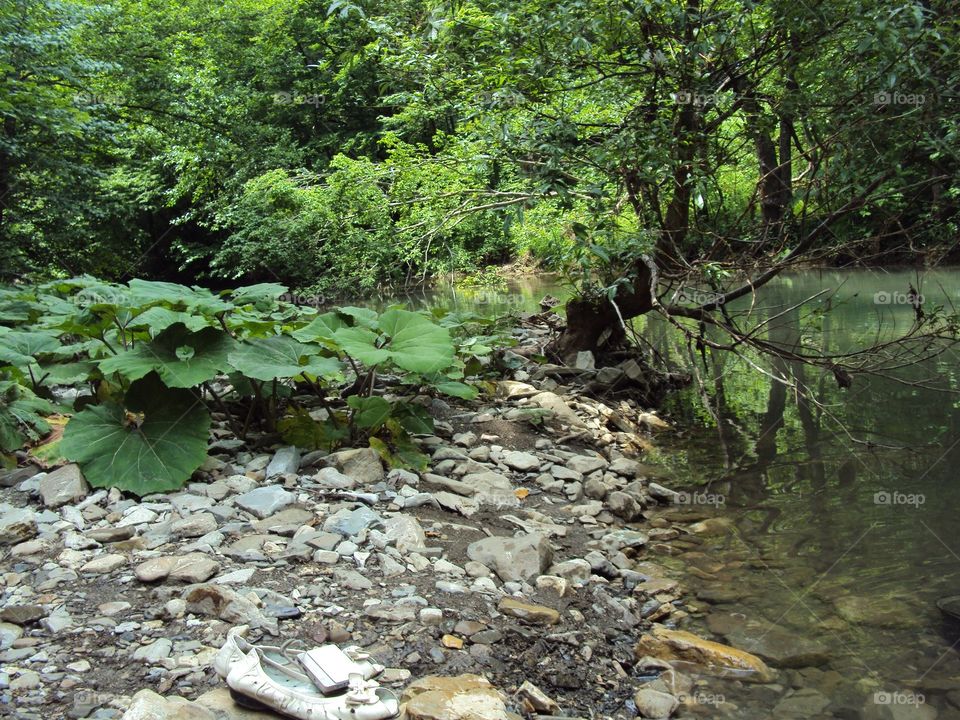 Plants and river