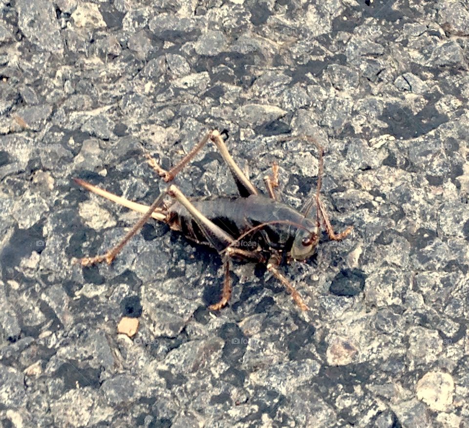Weird Dead Grasshopper